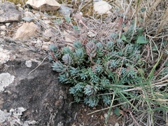 Petrosedum