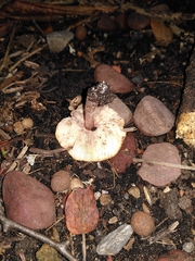 Agaricomycetes