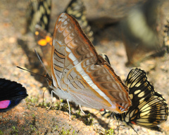 Adelpha corcyra