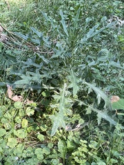 Cirsium