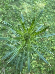 Cirsium