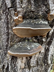 Phellinus tremulae