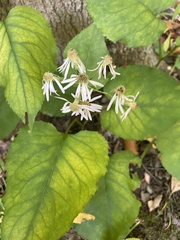 Eurybia