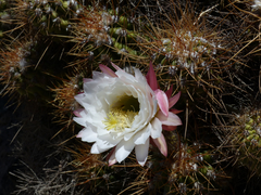 Trichocereus candicans
