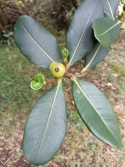 Clusia multiflora