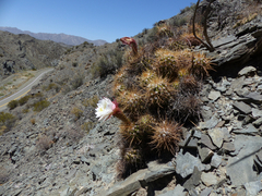 Trichocereus candicans