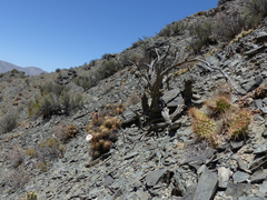 Trichocereus candicans
