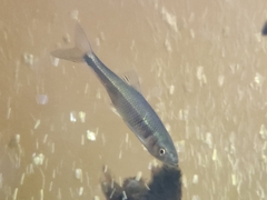 Cyprinella spiloptera