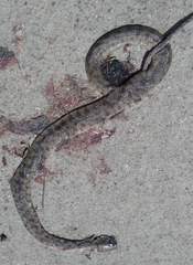 Leptodeira polysticta