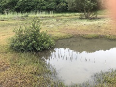 Avicennia marina