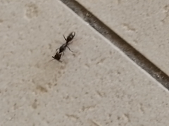 Odontomachus haematodus