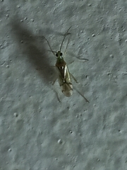 Nesidiocoris tenuis