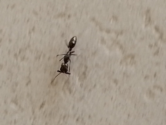 Odontomachus haematodus