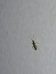 Nesidiocoris tenuis