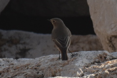 Phoenicurus ochruros