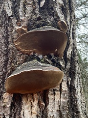 Phellinus tremulae
