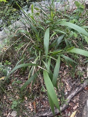 Setaria megaphylla