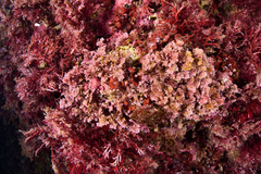 Ellisolandia elongata