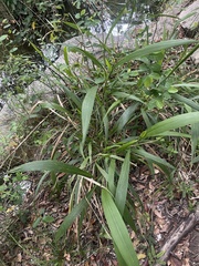 Setaria megaphylla