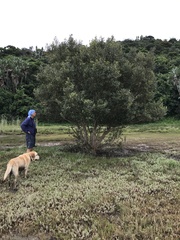 Avicennia marina
