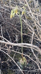 Cotyledon xanthantha