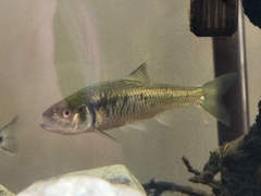 Luxilus chrysocephalus