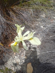 Moraea anomala