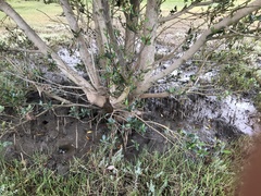 Avicennia marina