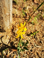 Moraea lewisiae