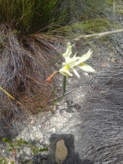 Moraea anomala