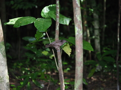 Pachycephala tenebrosa