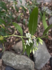 Kraussia floribunda