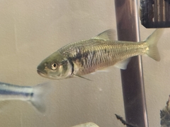 Luxilus chrysocephalus