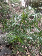 Kraussia floribunda