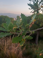 Quercus faginea