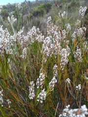 Spatalla racemosa