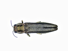 Agrilus masculinus