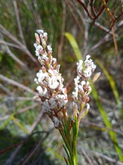 Spatalla racemosa