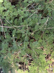 Thuidium