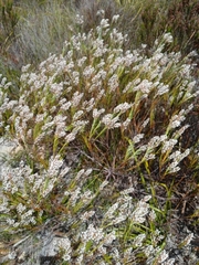 Spatalla racemosa