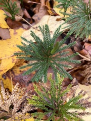 Dendrolycopodium
