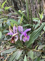 Sobralia