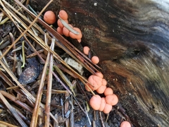 Lycogala epidendrum