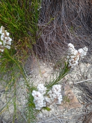 Spatalla racemosa