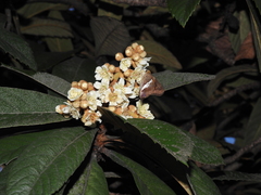 Aguna asander asander