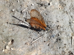 Acraea horta