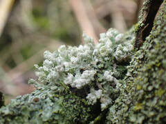 Physcia adscendens