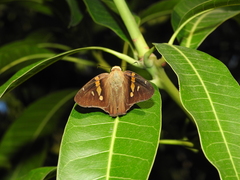 Aguna asander asander