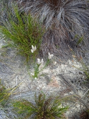Spatalla racemosa