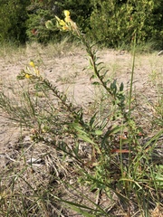 Oenothera oakesiana